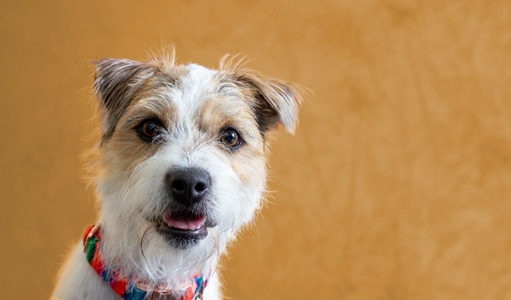 Hundeportrait