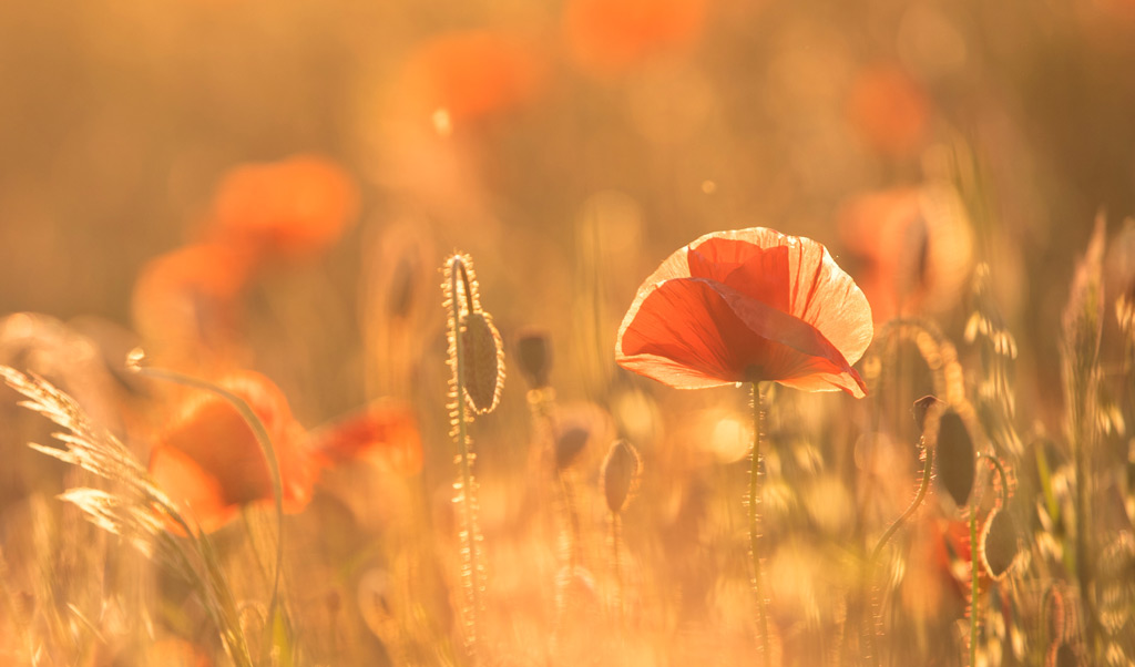 Mohnblume im Abendlicht